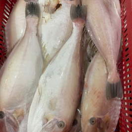 Cá Bò Da Đã Làm Sạch – Thực Phẩm Biển Tươi Ngon, Dễ Chế Biến