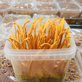 Đông Trùng Hạ Thảo Tươi Hộp 250gr – Combo Mua 2 Tặng 1