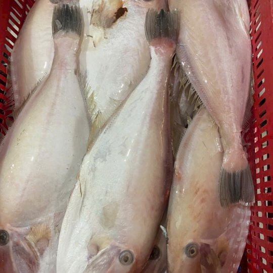 Cá Bò Da Đã Làm Sạch – Thực Phẩm Biển Tươi Ngon, Dễ Chế Biến